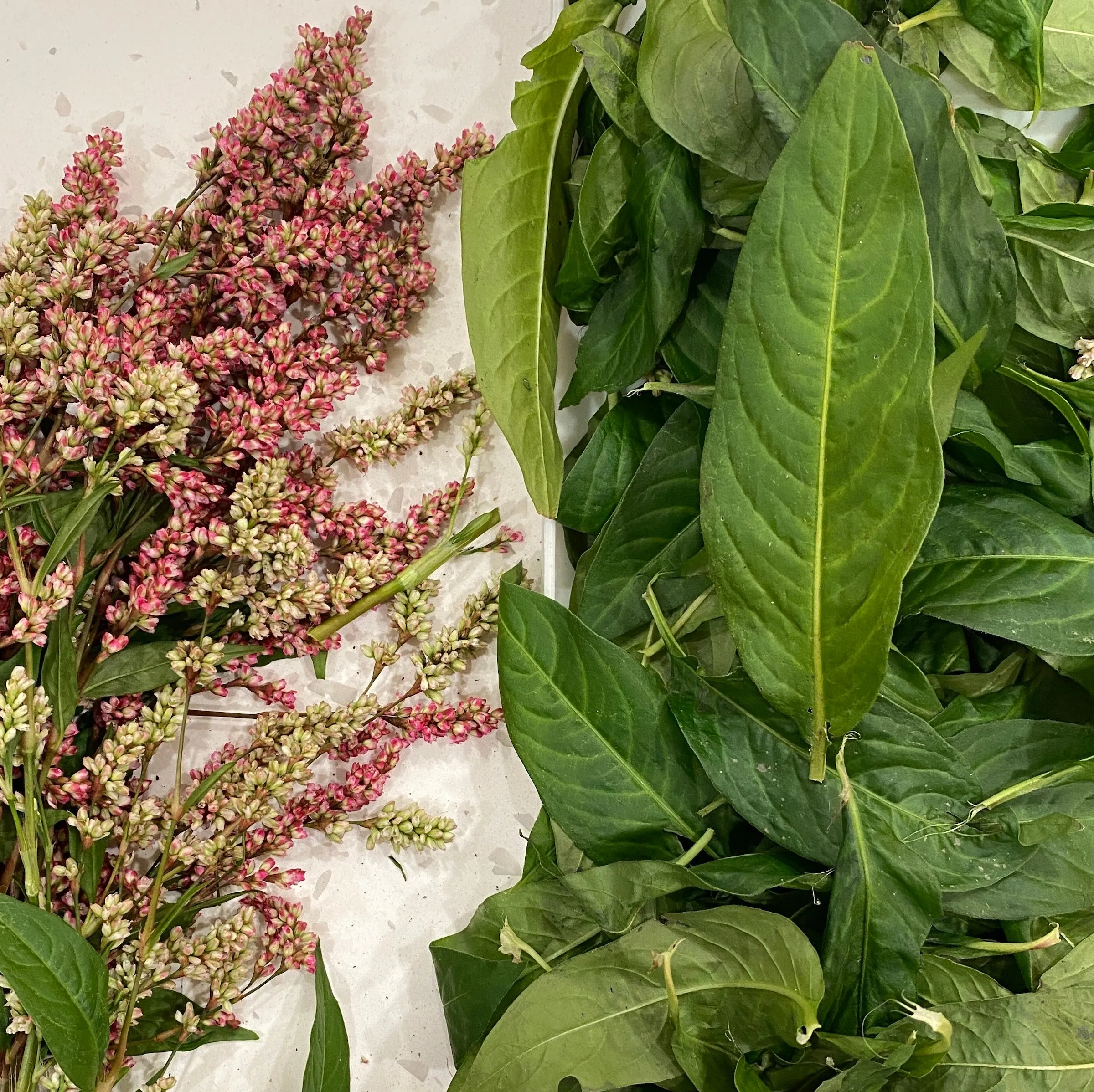 Indigo Seeds - persicaria tinctoria