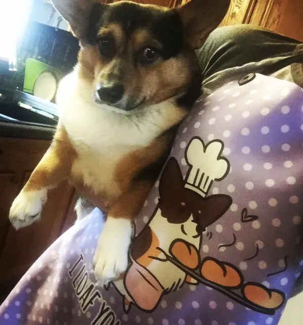 "I Loaf Your Buns" Corgi Apron | Customizable